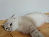 british shorthair dişi kedi ücretsiz sahiplendirme