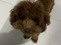 Sevimli Toy Poodle Çiko'ya Yeni Aile Arıyoruz
