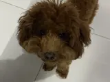Sevimli Toy Poodle Çiko'ya Yeni Aile Arıyoruz