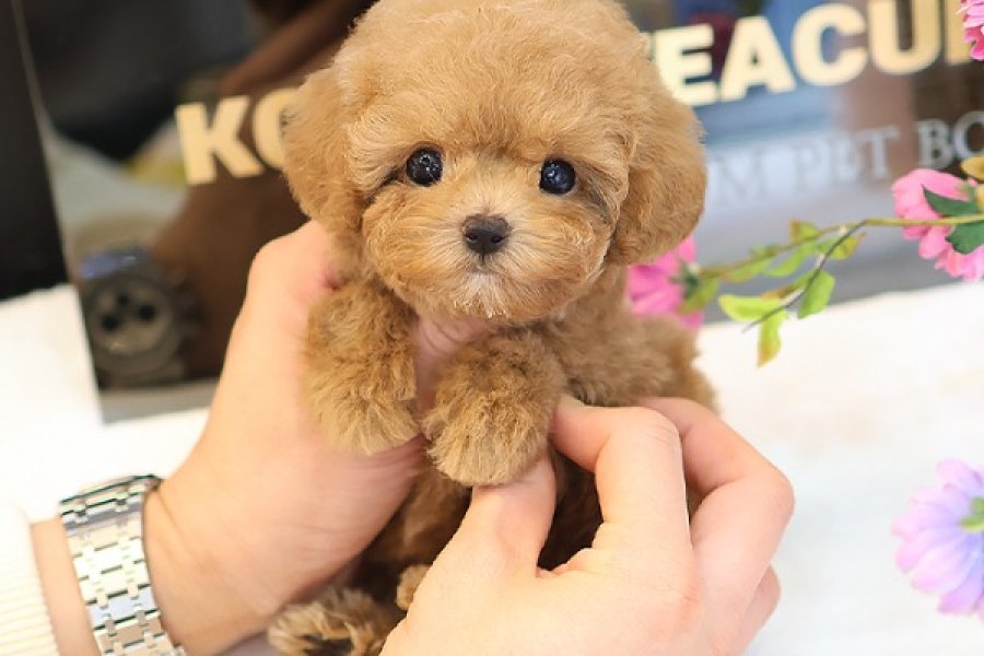 NADIR BULUNAN TOY POODLE YAVRULARIM 3
