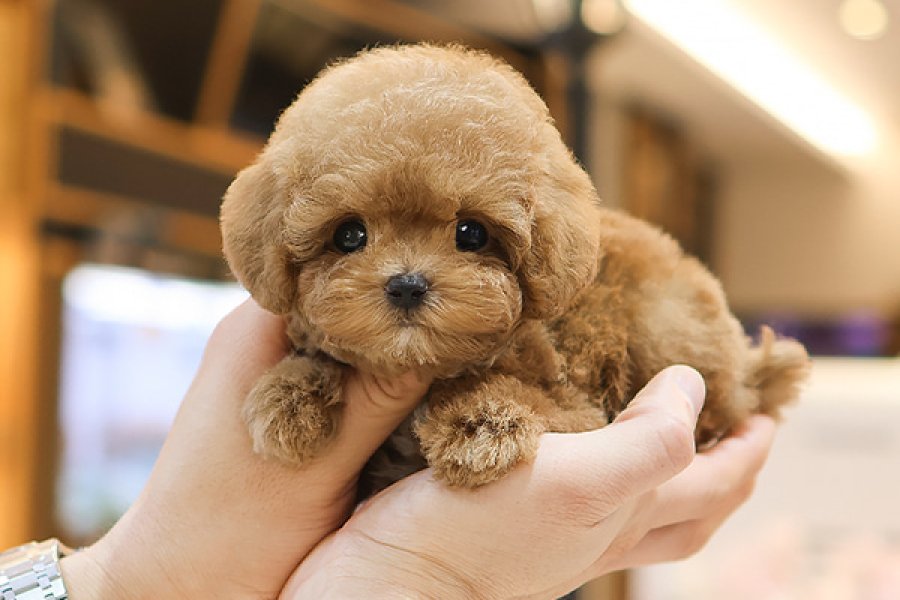 NADIR BULUNAN TOY POODLE YAVRULARIM 2