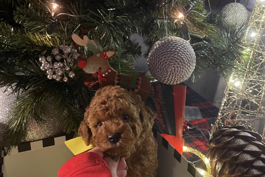 A kalite ev ortamından Safkan toy poodle yavrusu 2
