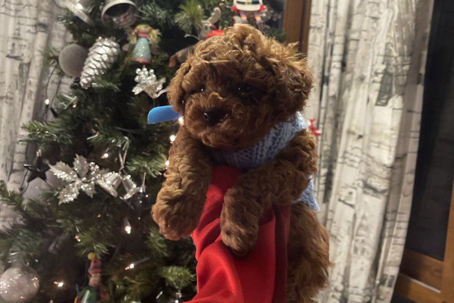 A kalite ev ortamından Safkan toy poodle yavrusu 3