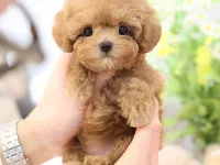NADIR BULUNAN TOY POODLE YAVRULARIM