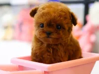 KORE KAN TOY POODLE COCUKLARIM