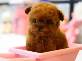 KORE KAN TOY POODLE COCUKLARIM