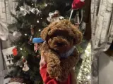 A kalite ev ortamından Safkan toy poodle yavrusu