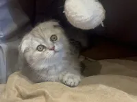 Scottish Fold Dişi Kedi