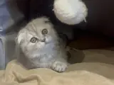 Scottish Fold Dişi Kedi