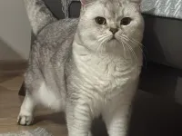 Herkül e Yuva Arıyorum