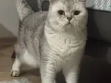 Herkül e Yuva Arıyorum
