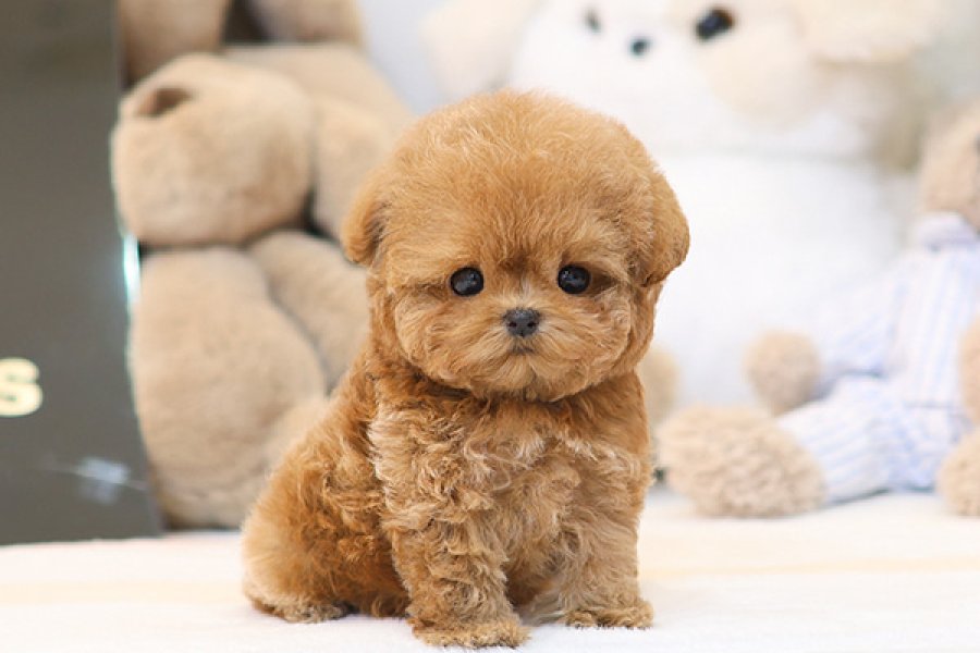 SEVGI DOLU TOY POODLE YAVRULARIM 3