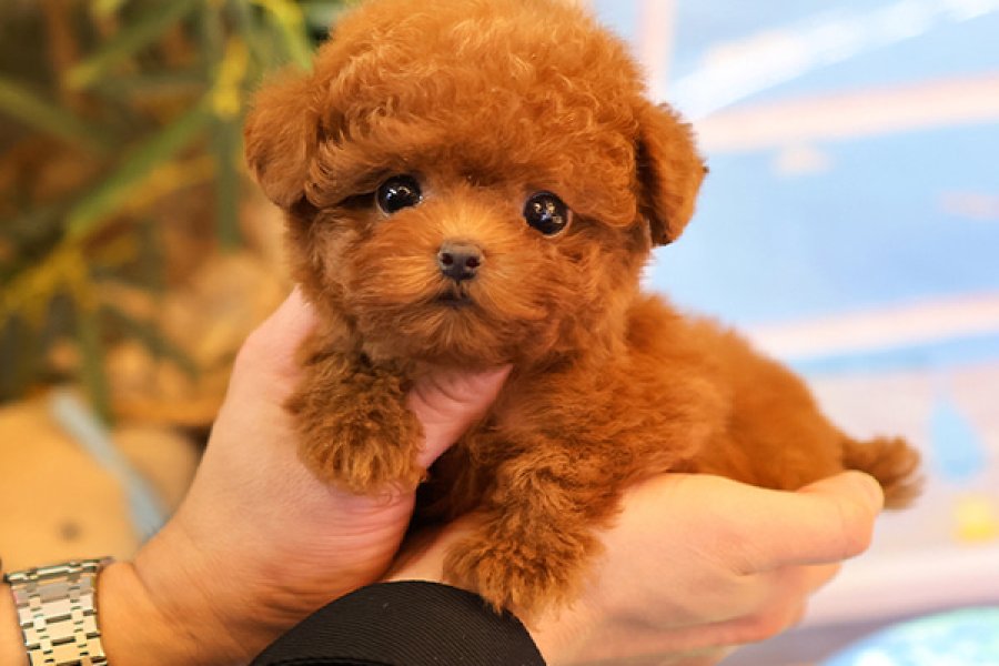 KOREDEN ITHAL TOY POODLE BEBISLERIMIZ 2