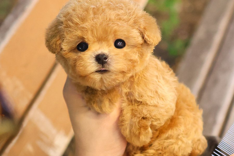 TOY POODLE BEBEKLEROMIZ SIZLERLE 3