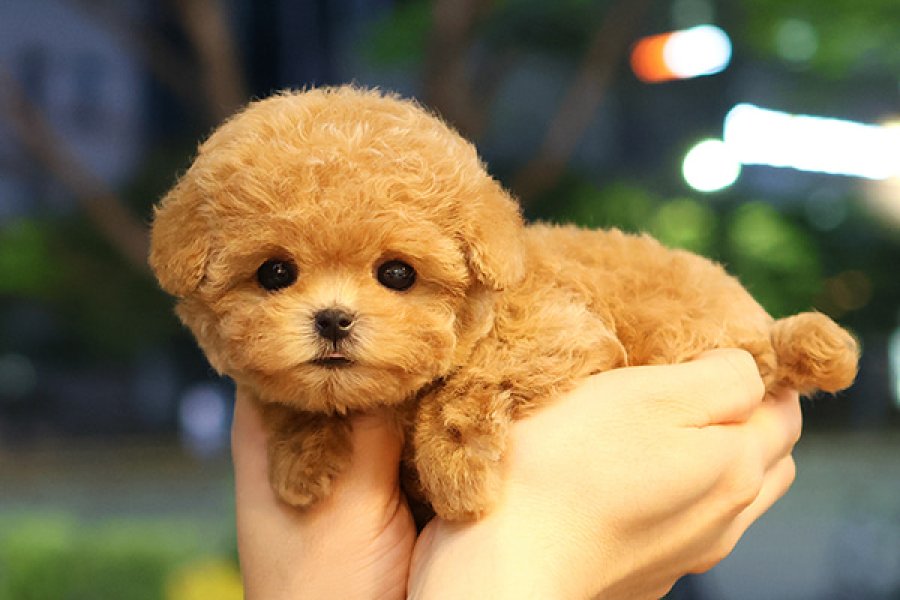 TOY POODLE BEBEKLEROMIZ SIZLERLE 2