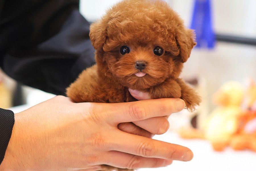 KOREDEN ITHAL TOY POODLE BEBISLERIMIZ 1