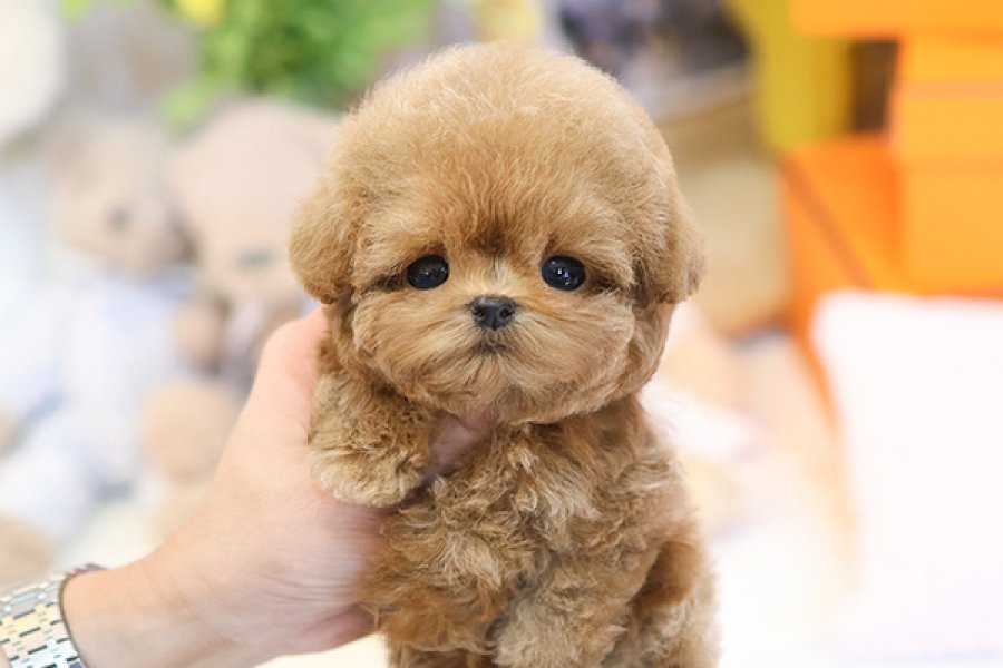 SEVGI DOLU TOY POODLE YAVRULARIM 2