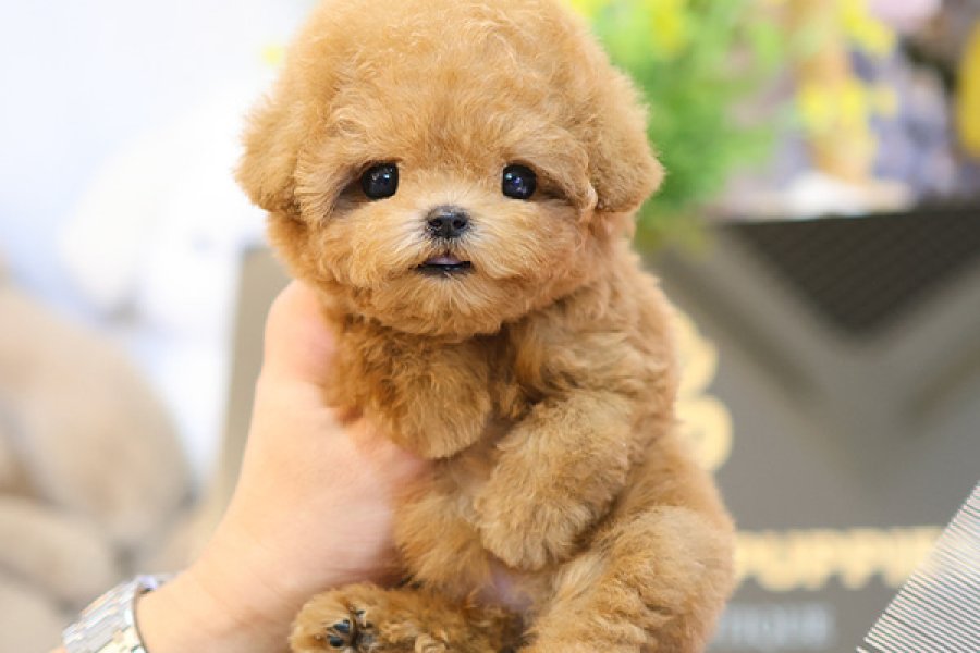 TOY POODLE BEBEKLEROMIZ SIZLERLE 4