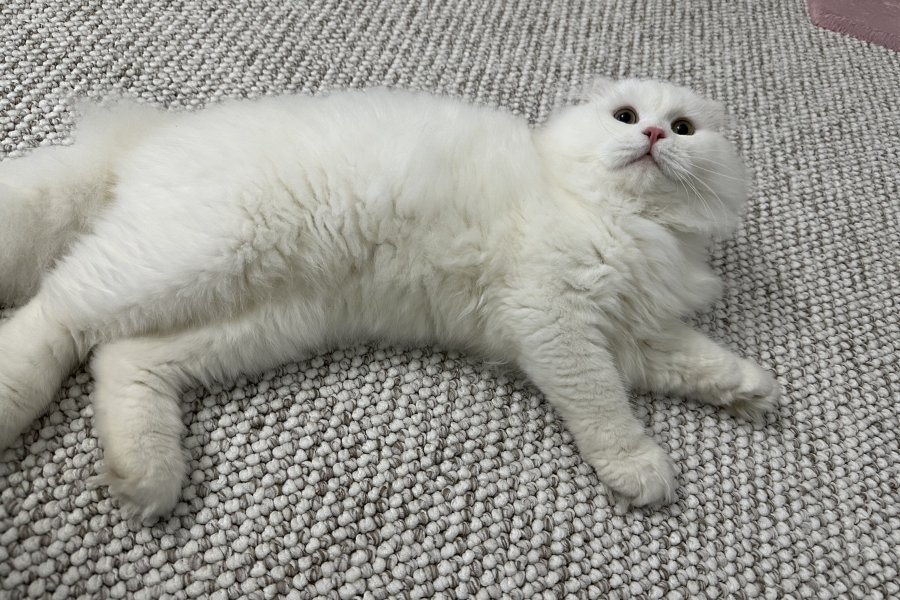 Sevecen Scottish Fold Yakışıklımız Yeni Yuva Arıyor 3