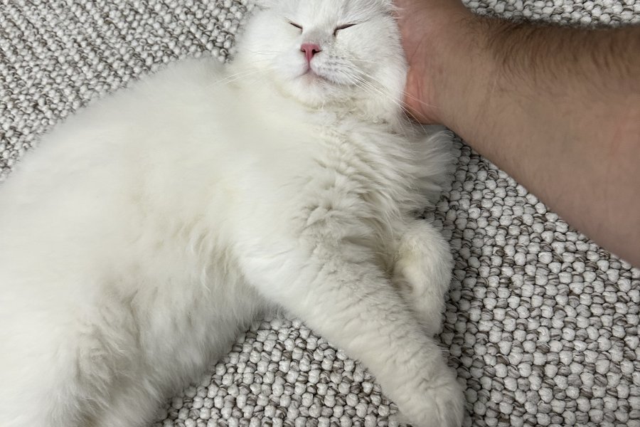 Sevecen Scottish Fold Yakışıklımız Yeni Yuva Arıyor 2