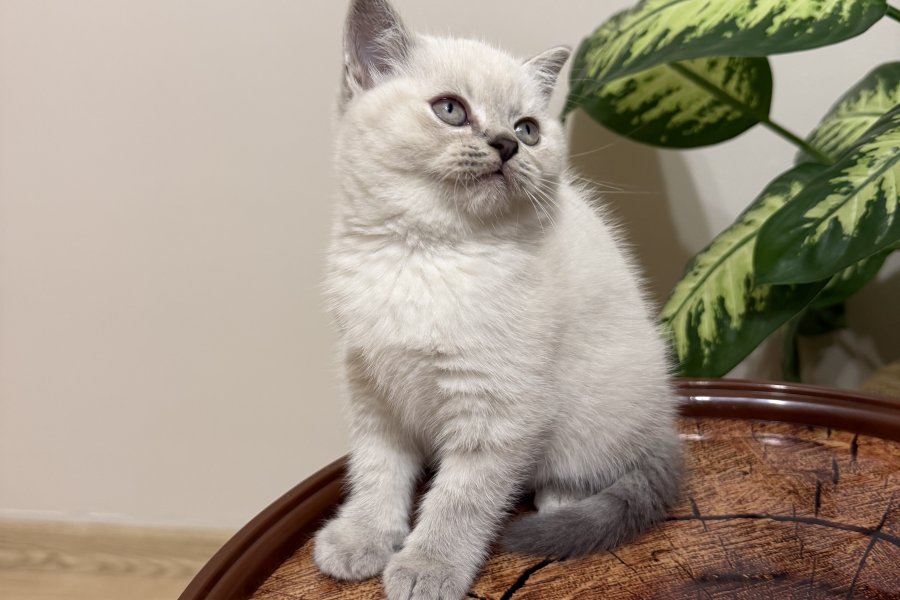 SAFKAN OYUNCU BRITISH BLUE POINT BEBEĞİM 2