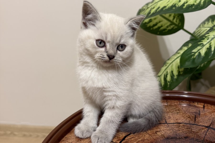 SAFKAN OYUNCU BRITISH BLUE POINT BEBEĞİM 3