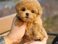TOY POODLE BEBEKLEROMIZ SIZLERLE