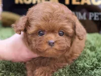 NADIR BULUNAN TOY POODLE YAVRULARIM