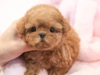 ITHAL KOREAN SHOW DUZEY TOY POODLE YAVRULARIM