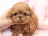 ITHAL KOREAN SHOW DUZEY TOY POODLE YAVRULARIM