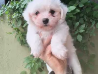 2.5 aylık yavru tatlı maltese