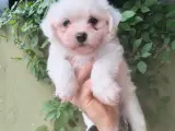 2.5 aylık yavru tatlı maltese