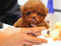 KOREDEN ITHAL TOY POODLE BEBISLERIMIZ
