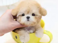 SECKIN VE OZEL TOY POODLE YAVRULARIM