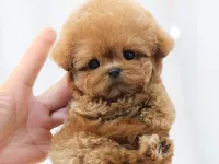 SEVGI DOLU TOY POODLE YAVRULARIM