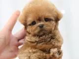 SEVGI DOLU TOY POODLE YAVRULARIM