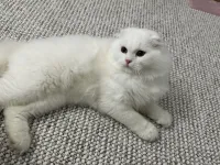 Sevecen Scottish Fold Yakışıklımız Yeni Yuva Arıyor
