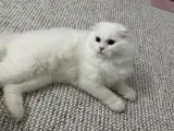 Sevecen Scottish Fold Yakışıklımız Yeni Yuva Arıyor