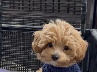 çok tatlı ve sevimli minik toy poodle