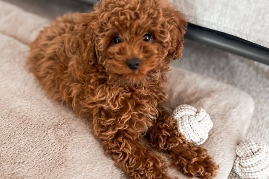 WC EĞİTİMLİ KORE TOY POODLE 3