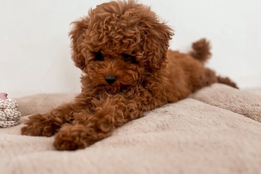 WC EĞİTİMLİ KORE TOY POODLE 2