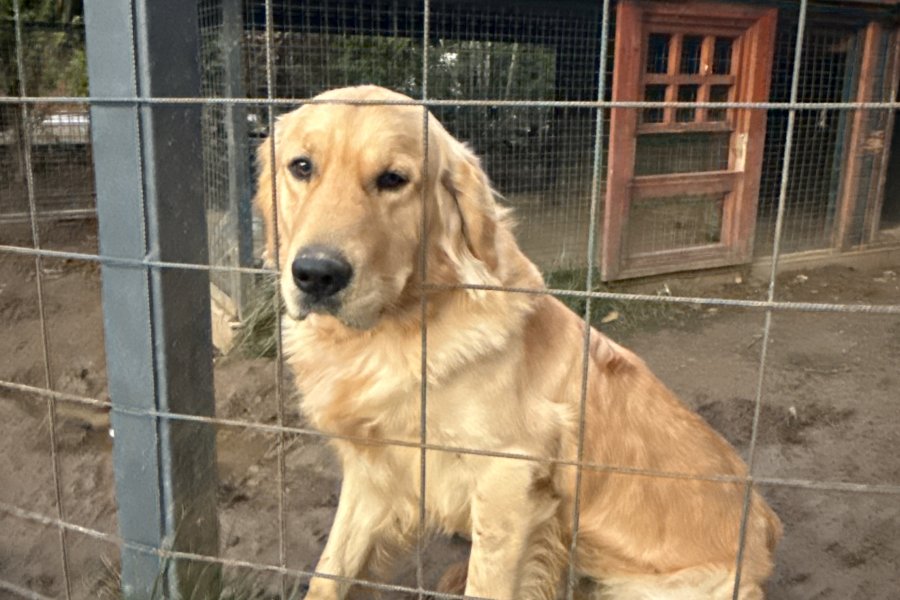 Safkan ve Oyuncu Golden Retriever Yavrumuz 2