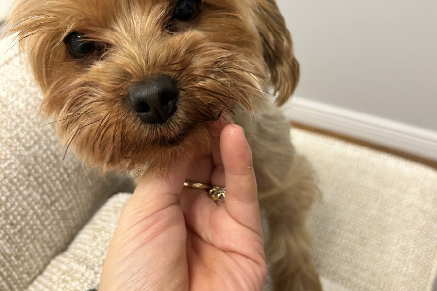Yorkshire terrier köpeğim dişisini arıyor 1