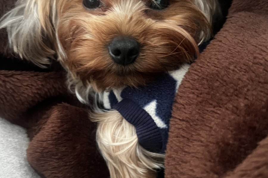 Yorkshire terrier köpeğim dişisini arıyor 2