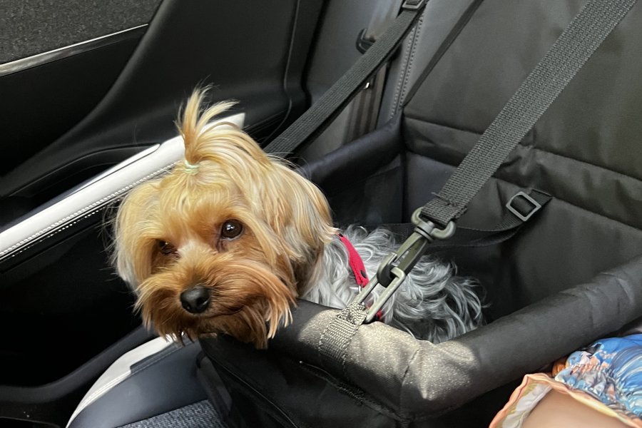 Yorkshire terrier köpeğim dişisini arıyor 3