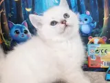 Beyaz pamuk