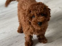 REDD BROWN POODLE