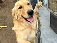 Safkan ve Oyuncu Golden Retriever Yavrumuz