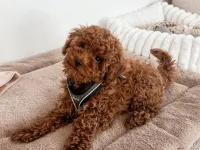 WC EĞİTİMLİ KORE TOY POODLE