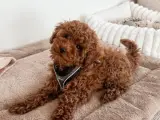 WC EĞİTİMLİ KORE TOY POODLE